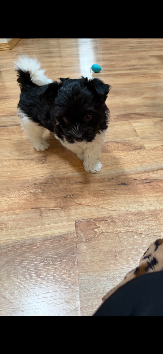 ❤️ Rare Biewer Puppies - Photo 2