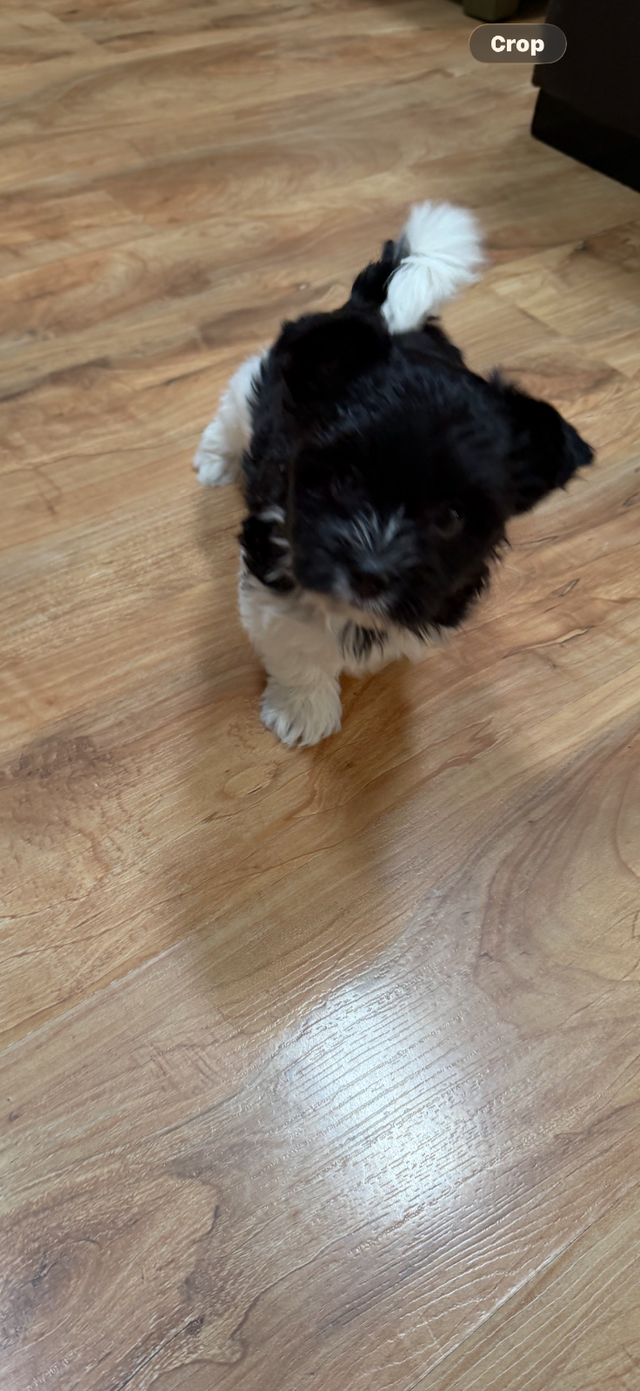 ❤️ Rare Biewer Puppies - Photo 3