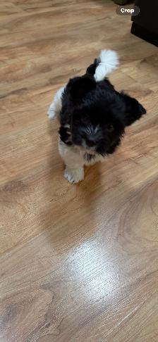 ❤️ Rare Biewer Puppies - Photo 3