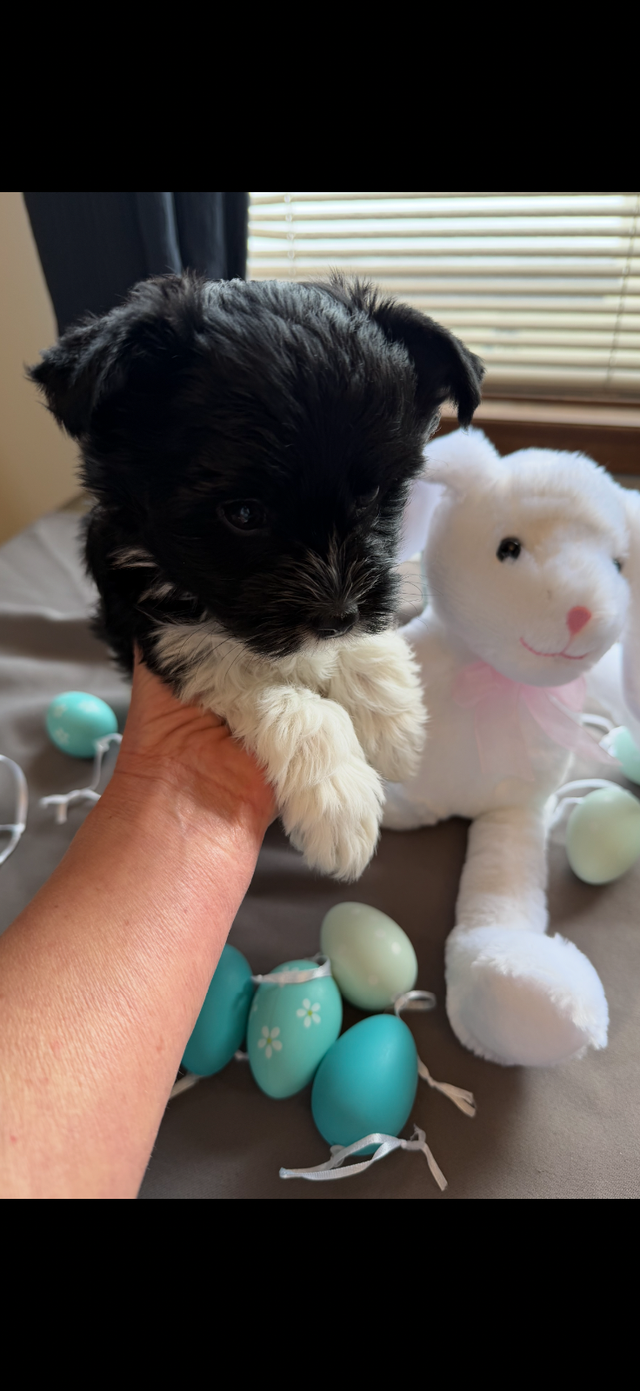 ❤️ Rare Biewer Puppies - Photo 4