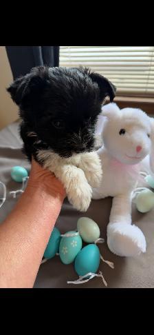 ❤️ Rare Biewer Puppies - Photo 4