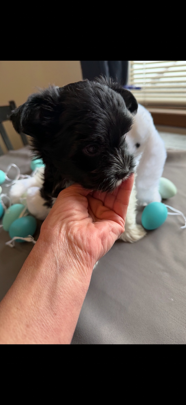 ❤️ Rare Biewer Puppies - Photo 5