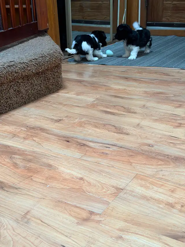 ❤️ Rare Biewer Puppies - Photo 6