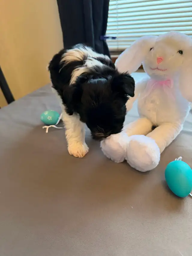 ❤️ Rare Biewer Puppies - Photo 7