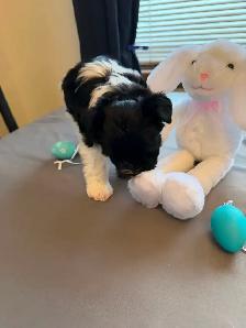 ❤️ Rare Biewer Puppies - Photo 7