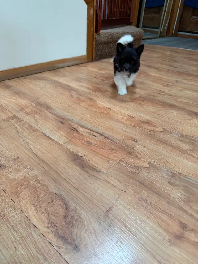 ❤️ Rare Biewer Puppies - Photo 8