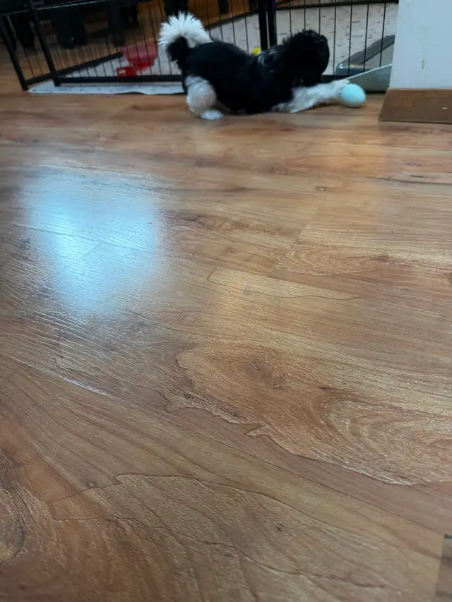 ❤️ Rare Biewer Puppies - Photo 9