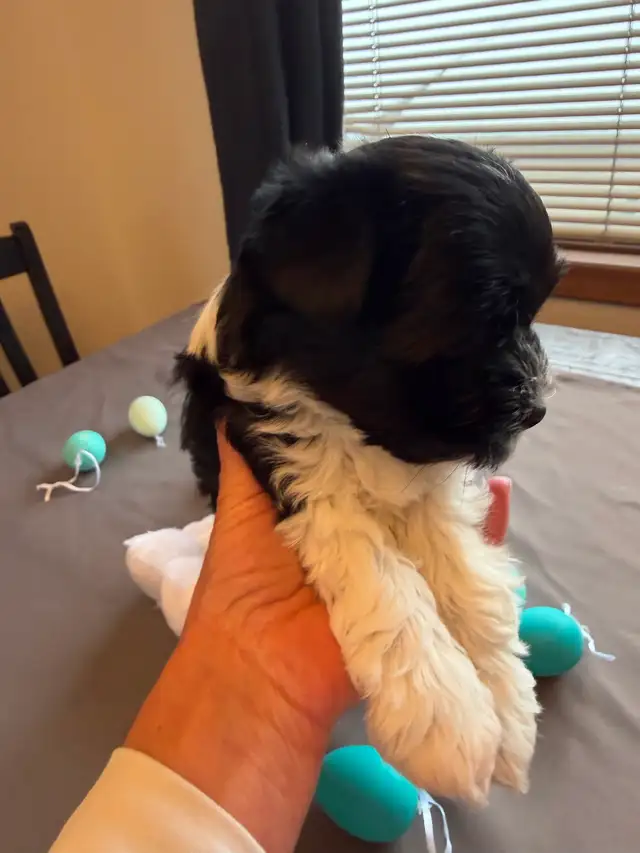 ❤️ Rare Biewer Puppies - Photo 10