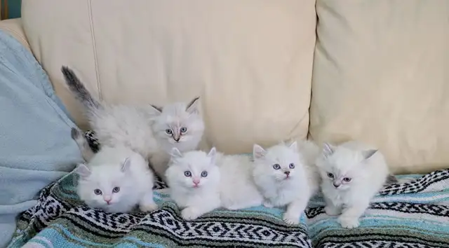 3/4 Ragdoll/Munchkin Kittens