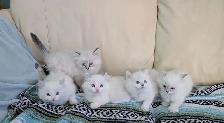 3/4 Ragdoll/Munchkin Kittens