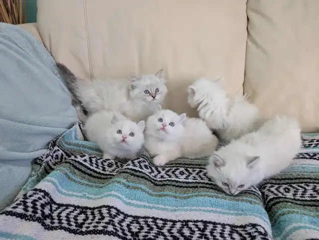 3/4 Ragdoll/Munchkin Kittens - Photo 2