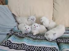 3/4 Ragdoll/Munchkin Kittens - Photo 2
