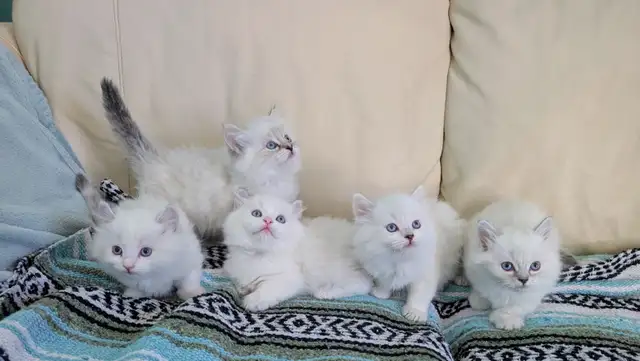 3/4 Ragdoll/Munchkin Kittens - Photo 3