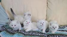 3/4 Ragdoll/Munchkin Kittens - Photo 3