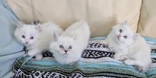 3/4 Ragdoll/Munchkin Kittens - Photo 4