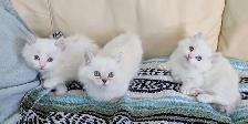 3/4 Ragdoll/Munchkin Kittens - Photo 4