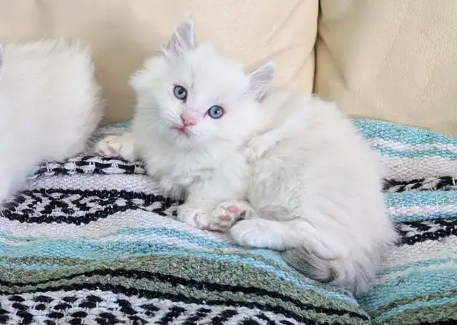 3/4 Ragdoll/Munchkin Kittens - Photo 5