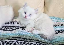 3/4 Ragdoll/Munchkin Kittens - Photo 5