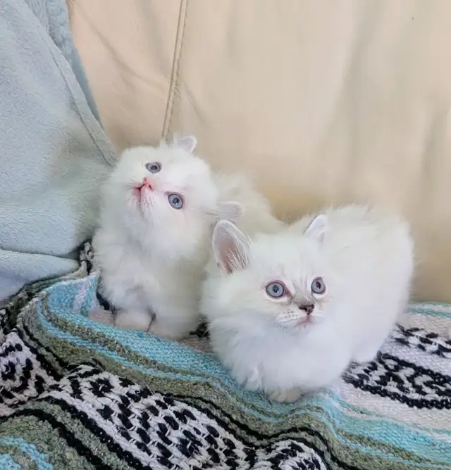 3/4 Ragdoll/Munchkin Kittens - Photo 6