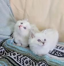 3/4 Ragdoll/Munchkin Kittens - Photo 6