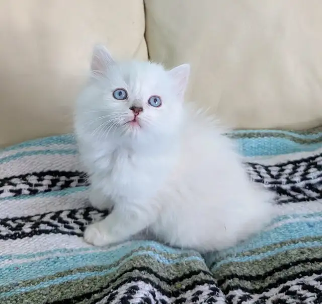 3/4 Ragdoll/Munchkin Kittens - Photo 7