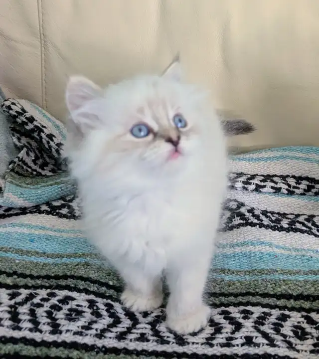 3/4 Ragdoll/Munchkin Kittens - Photo 8