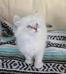 3/4 Ragdoll/Munchkin Kittens - Photo 8