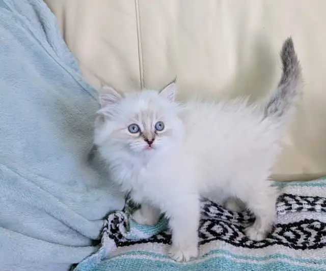 3/4 Ragdoll/Munchkin Kittens - Photo 9