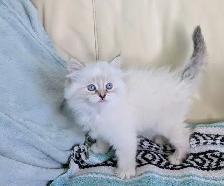 3/4 Ragdoll/Munchkin Kittens - Photo 9