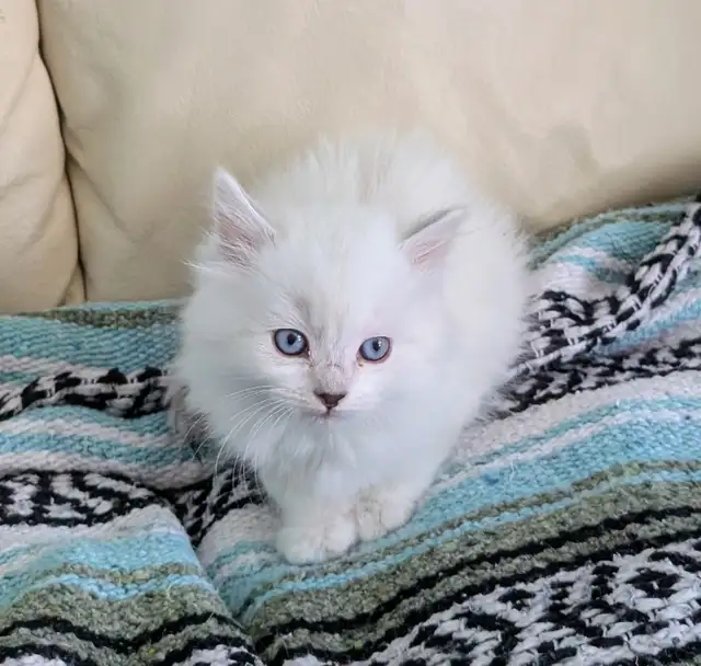 3/4 Ragdoll/Munchkin Kittens - Photo 10
