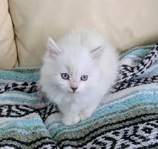 3/4 Ragdoll/Munchkin Kittens - Photo 10