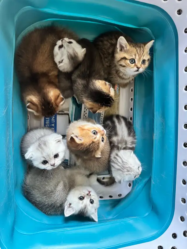 Ready to rehome: pure breed British / Scottish kittens