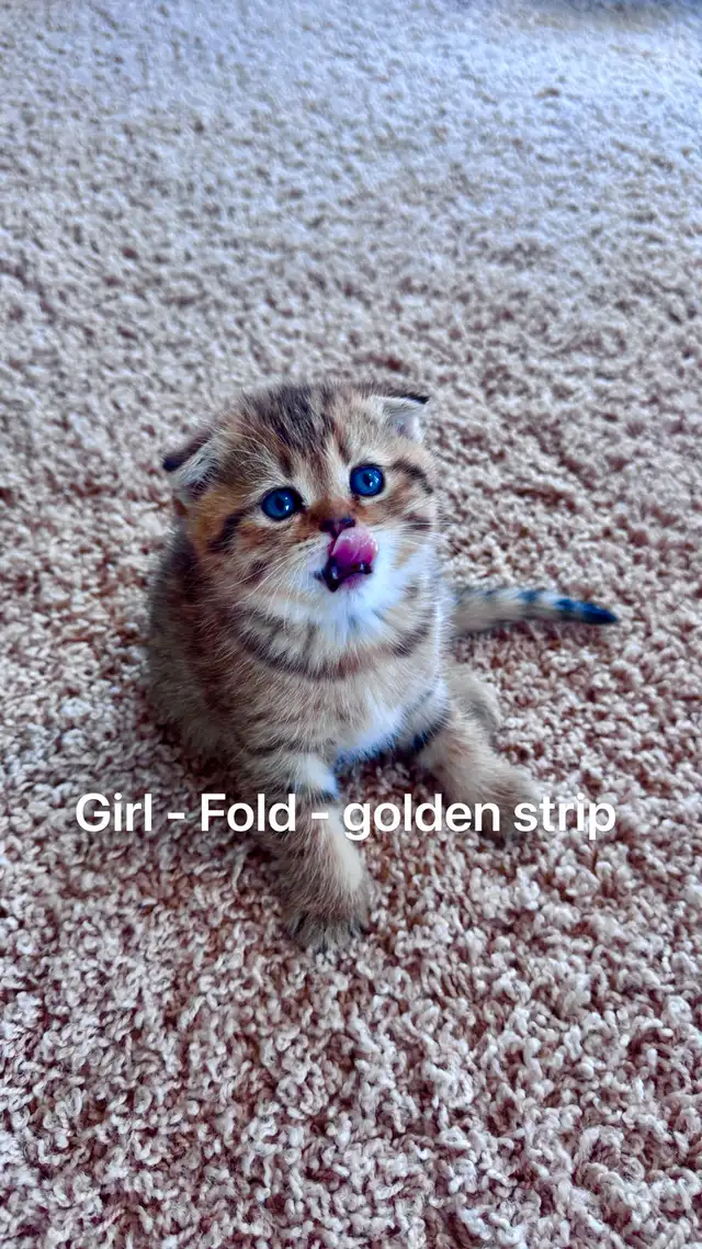 Ready to rehome: pure breed British / Scottish kittens - Photo 2