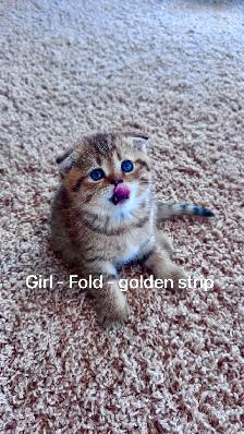 Ready to rehome: pure breed British / Scottish kittens - Photo 2