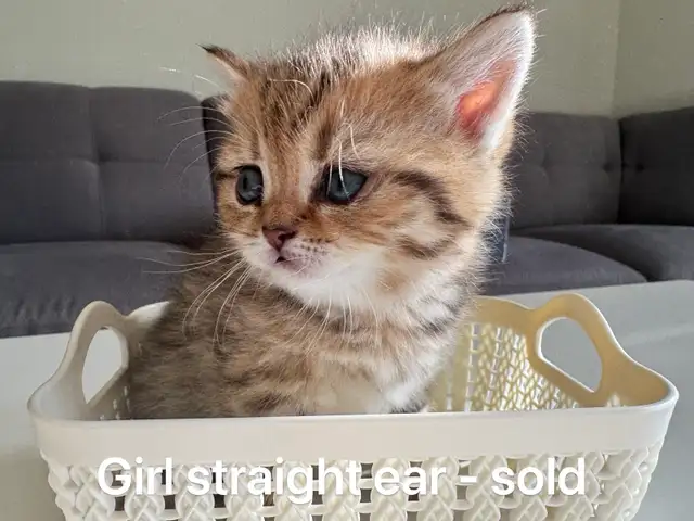 Ready to rehome: pure breed British / Scottish kittens - Photo 3