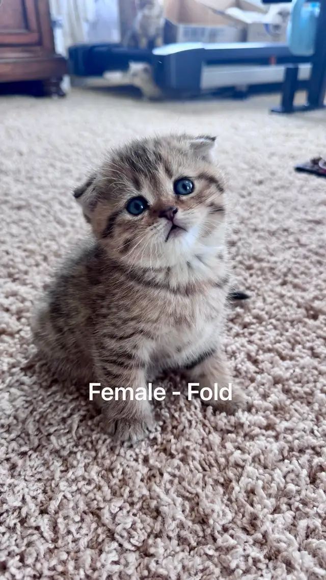 Ready to rehome: pure breed British / Scottish kittens - Photo 5