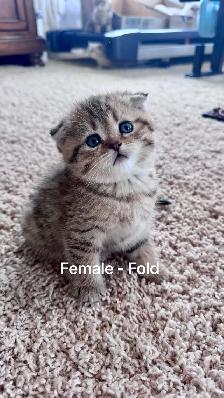 Ready to rehome: pure breed British / Scottish kittens - Photo 5
