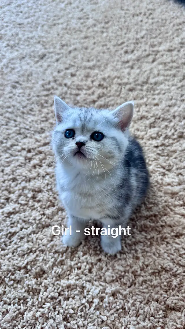 Ready to rehome: pure breed British / Scottish kittens - Photo 6