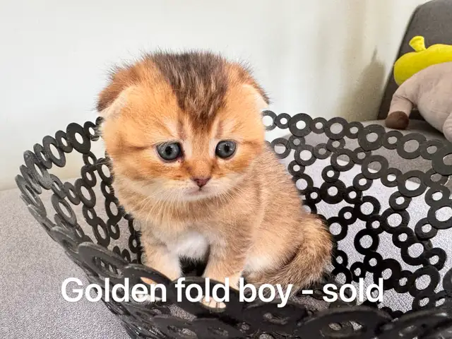 Ready to rehome: pure breed British / Scottish kittens - Photo 7