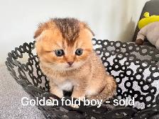 Ready to rehome: pure breed British / Scottish kittens - Photo 7