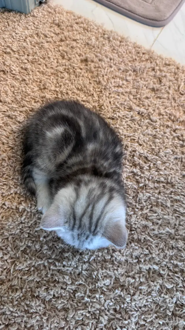 Ready to rehome: pure breed British / Scottish kittens - Photo 8