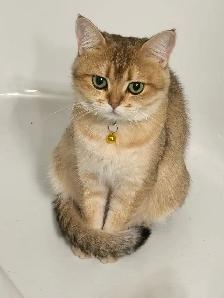 Ready to rehome: pure breed British / Scottish kittens - Photo 9