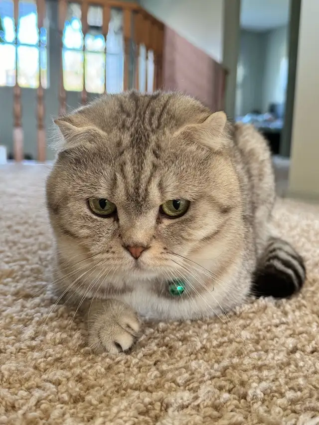 Ready to rehome: pure breed British / Scottish kittens - Photo 10