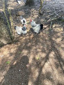 standard Brahma hatching eggs - Photo 3