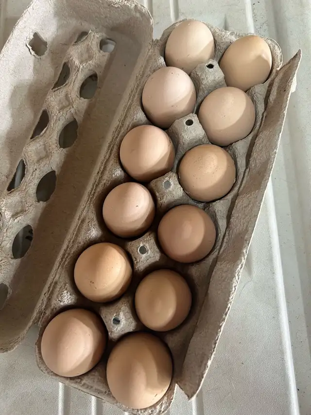 standard Brahma hatching eggs - Photo 6