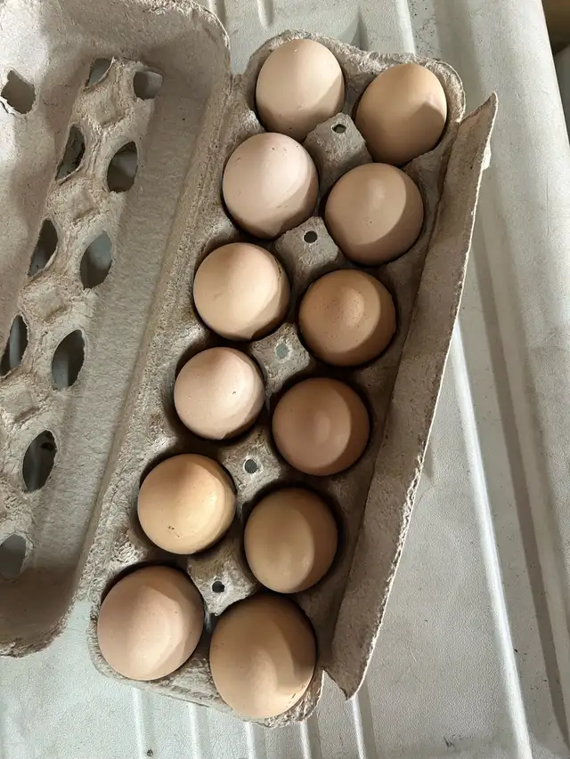 standard Brahma hatching eggs - Photo 8