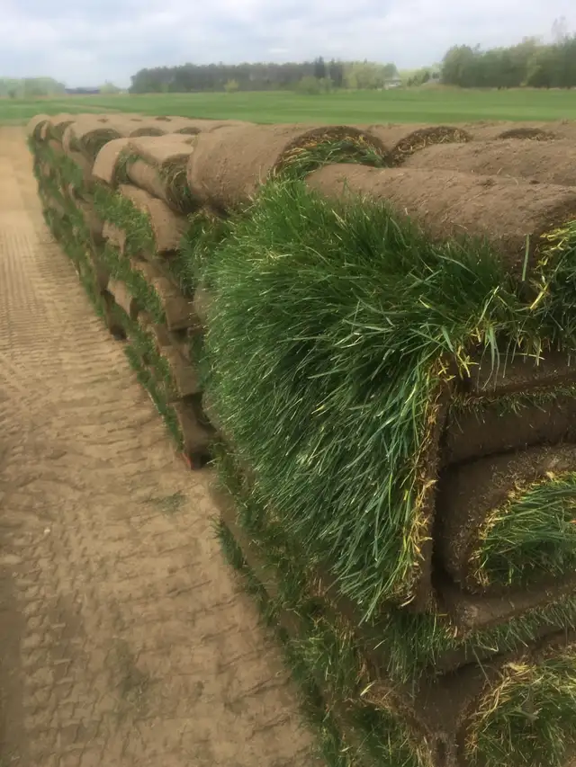 Farm Fresh Sod direct sod sod sod - Photo 3