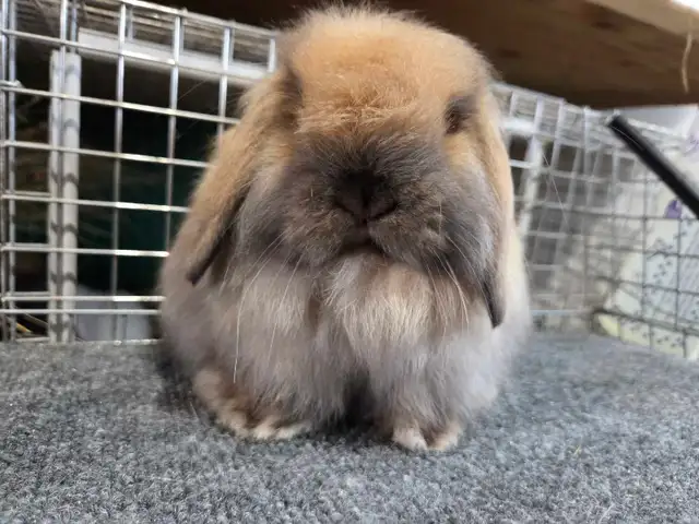 Tort American Fuzzy Lop Buck