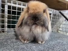 Tort American Fuzzy Lop Buck