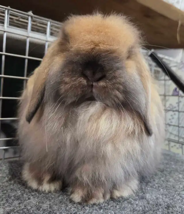 Tort American Fuzzy Lop Buck - Photo 2